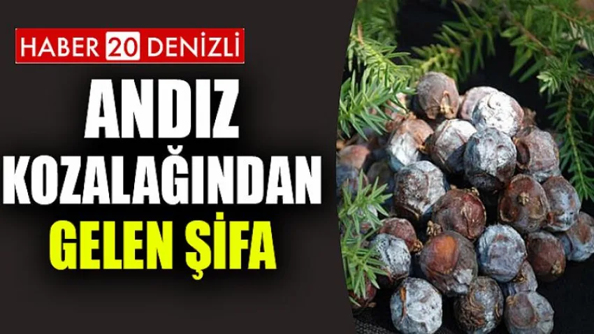 Andız Kozalağından Gelen Şifa