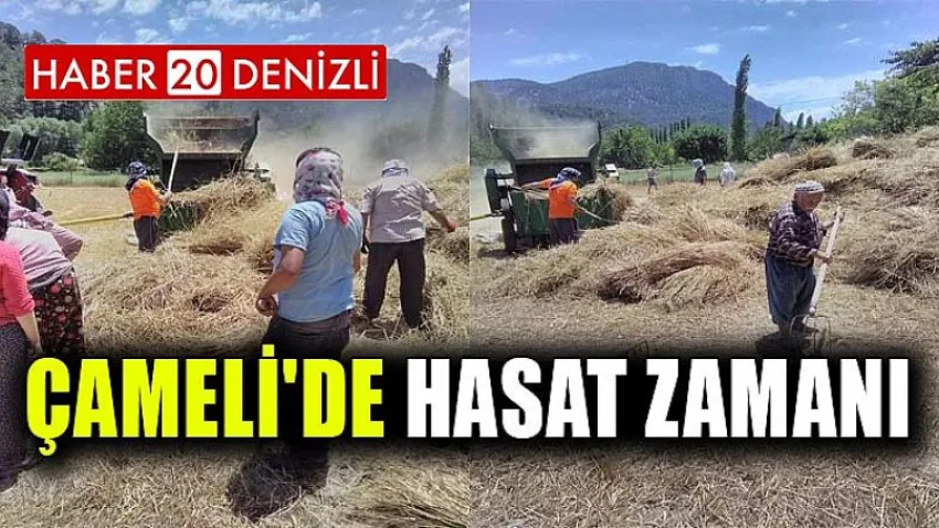 Çameli'de Hasat Zamanı