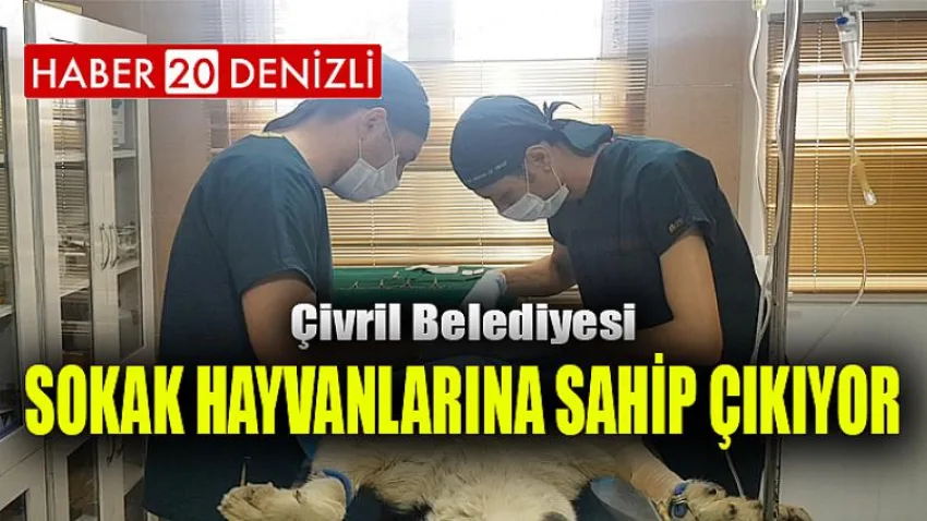 Çivril Belediyesi Sokak Hayvanlarına Sahip Çıkıyor