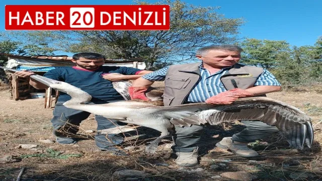 Yaralı pelikan tedavi altına alındı