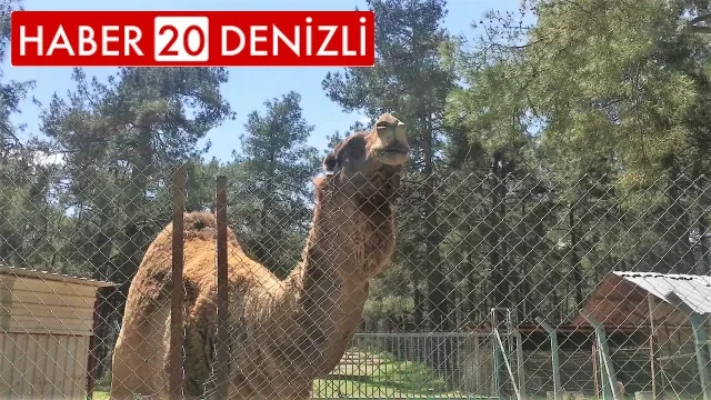 Faciadan dönülen hayvanat bahçesinde önlemler artırıldı