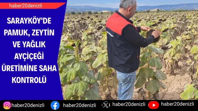Sarayköy'de pamuk, zeytin ve yağlık ayçiçeği üretimine saha kontrolü