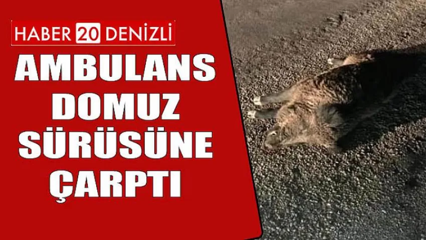 Ambulans Domuz Sürüsüne Çarptı