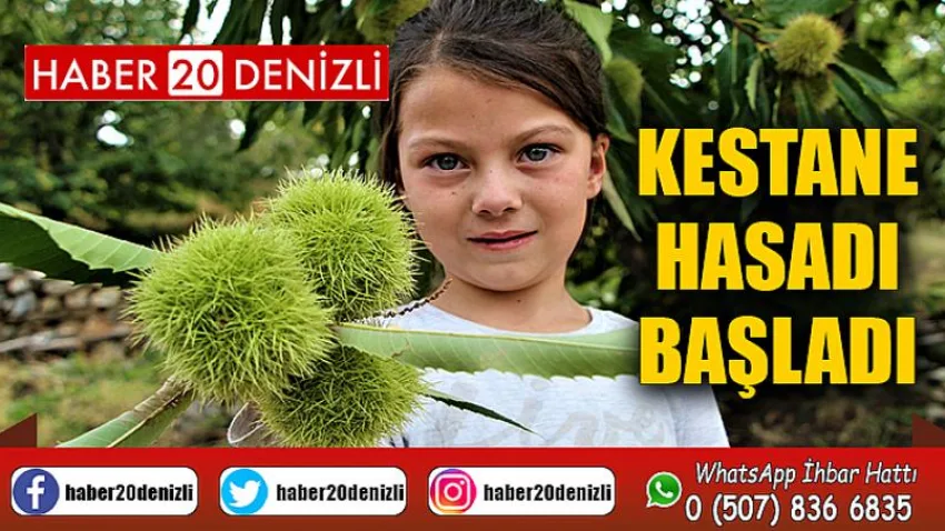 1000 rakımlı engebeli arazide bin bir zahmetli kestane hasadı başladı
