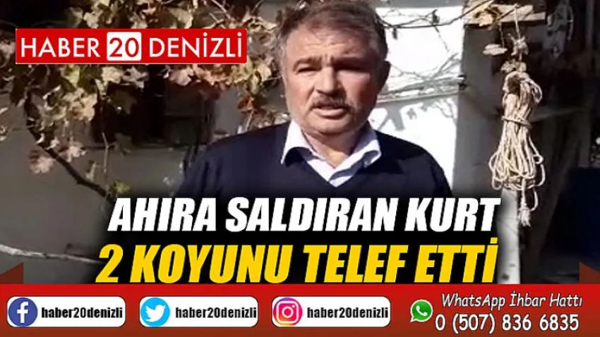 Ahıra saldıran kurt 2 koyunu telef etti