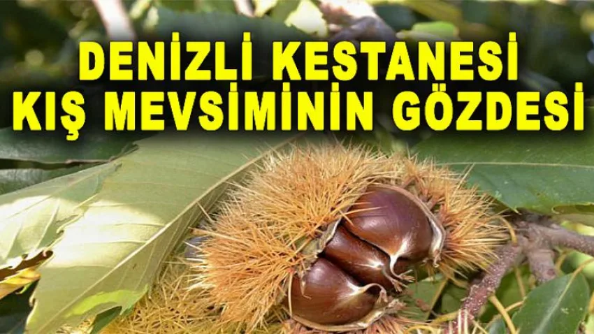 Denizli Kestanesi Kış Mevsiminin Gözdesi