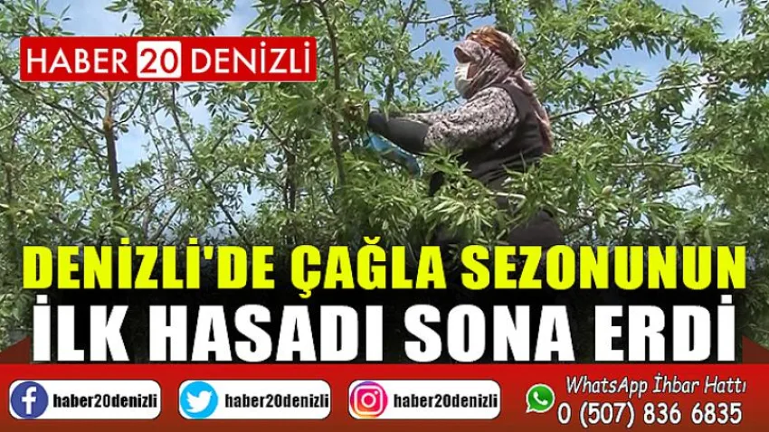 Denizli'de çağla sezonunun ilk hasadı sona erdi