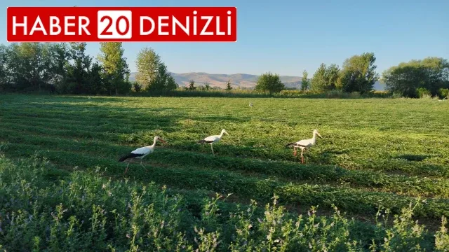 Yonca hasadına eşlik eten tilki ve leylekler nasiplerini topladı
