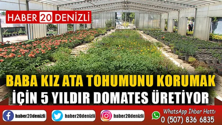 Baba kız ata tohumunu korumak için 5 yıldır domates üretiyor