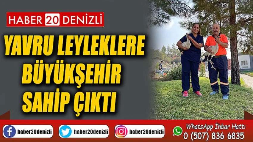 Yavru leyleklere Büyükşehir sahip çıktı