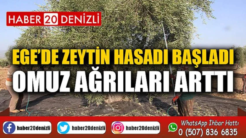 Ege’de zeytin hasadı başladı, omuz ağrıları arttı