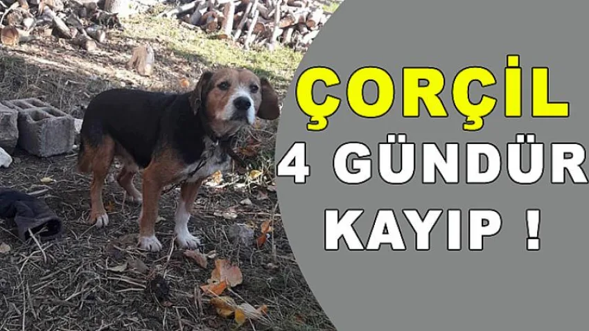 Her Yerde Kayıp Köpeğini Arıyor