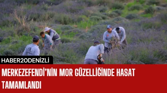 Merkezefendi’nin mor güzelliğinde hasat tamamlandı