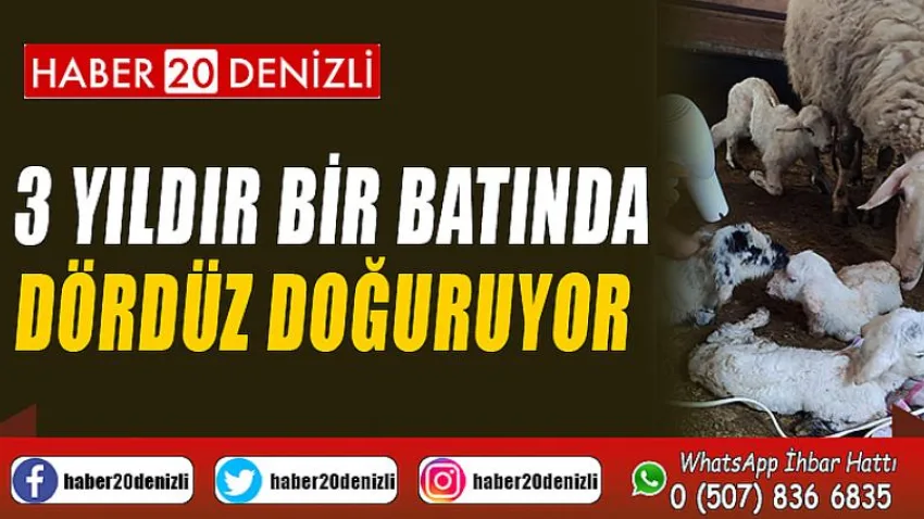 3 yıldır bir batında dördüz doğuruyor