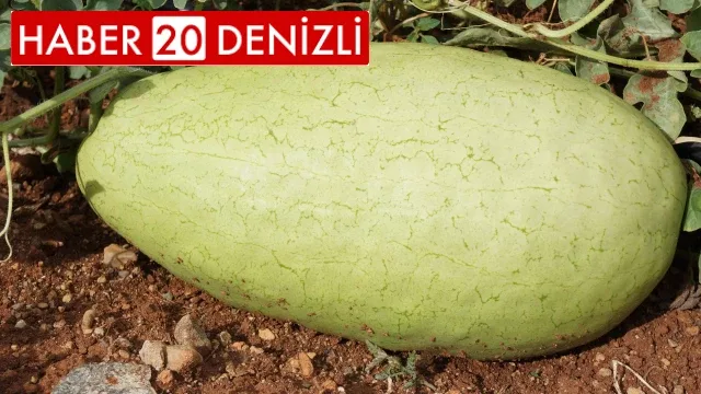 Özel karpuz 20 yıl sonra tekrar üretildi