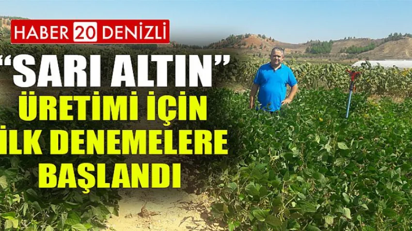 “Sarı Altın” Üretimi için İlk Denemelere Başlandı