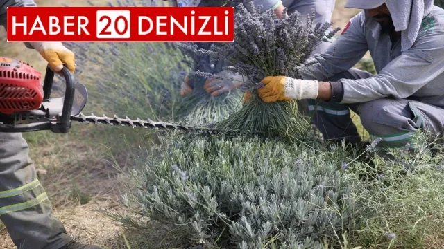 Merkezefendi’de lavanta hasadı başladı