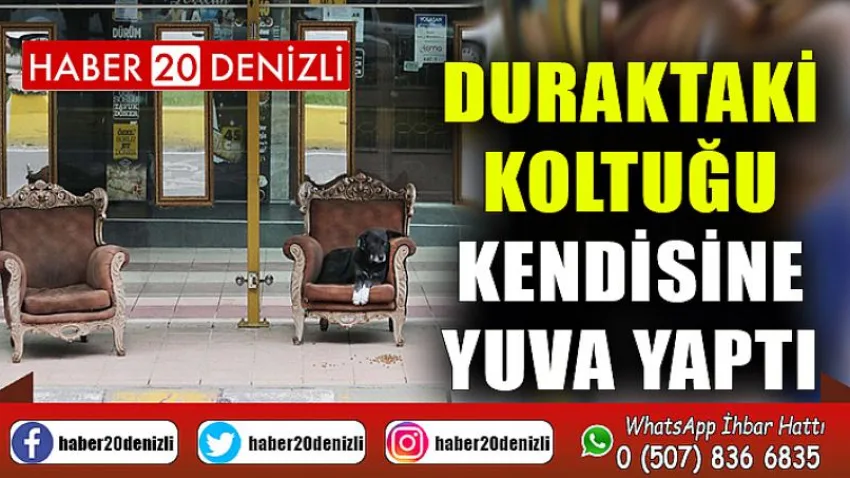Duraktaki koltuğu kendisine yuva yaptı