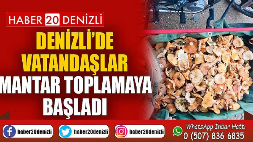 Denizli’de vatandaşlar mantar toplamaya başladı