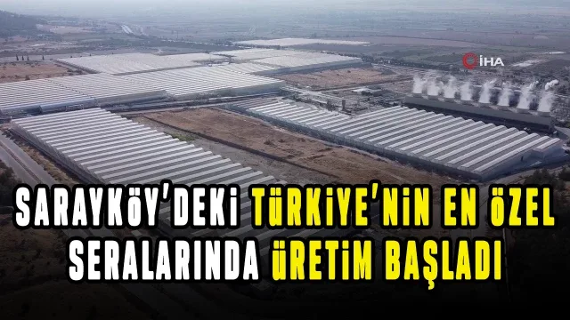 Saraköy Jeotermal Kaynaklı Sera Organize Tarım Bölgesinde 7 sera parselinde üretim başladı