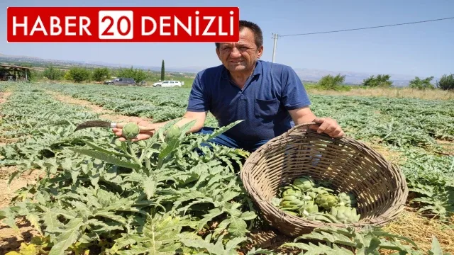 İlk kez dikilen enginar 20 gün sonra ihracata hazır olacak