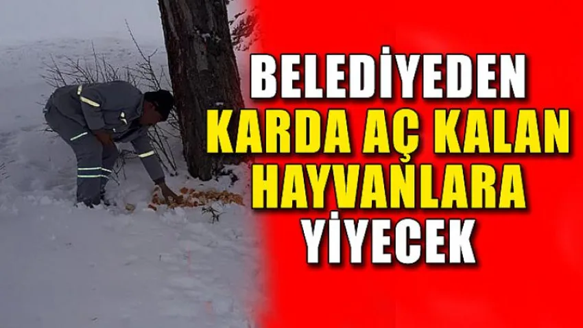 Belediyeden karda Aç Kalan Hayvanlara Yiyecek
