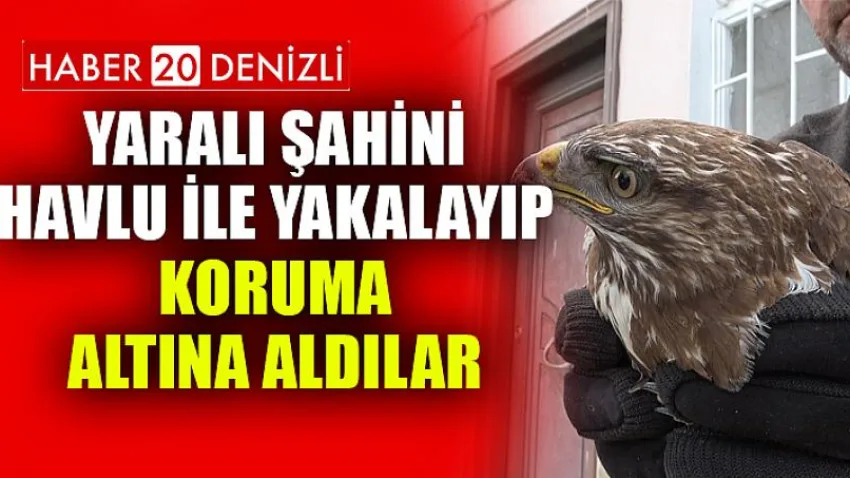 Yaralı şahini havlu ile yakalayıp koruma altına aldılar