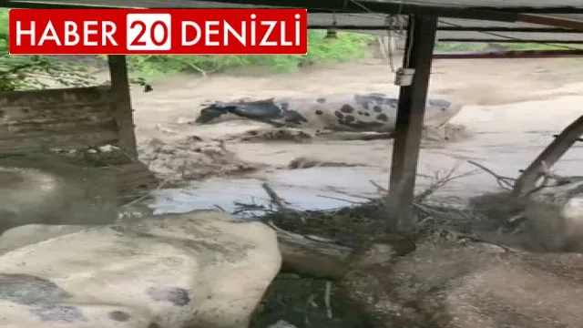 Sele kapılan hayvanları için gözyaşı döktü