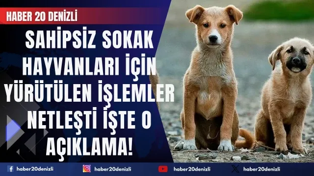 Sahipsiz Sokak Hayvanları İçin Yürütülen İşlemler Netleşti: İşte O Açıklama!