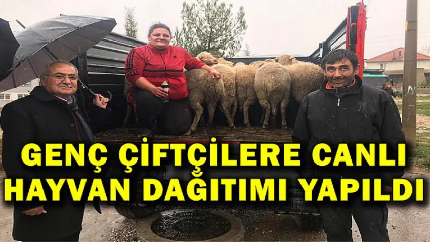Genç Çiftçilere Canlı Hayvan Dağıtımı Yapıldı