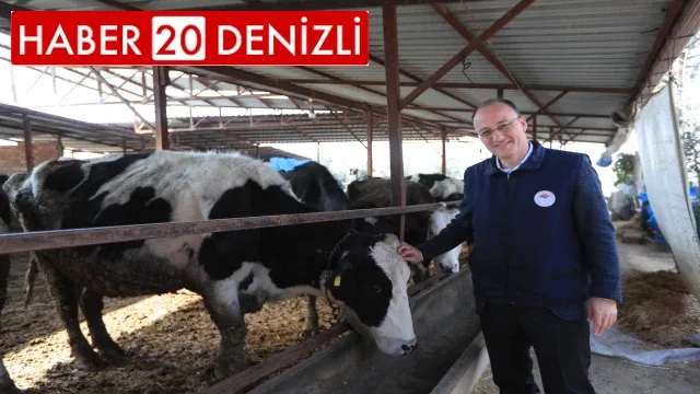 Pamukkale Belediyesi 60 Bin Hayvanı Aşılamaya Başladı