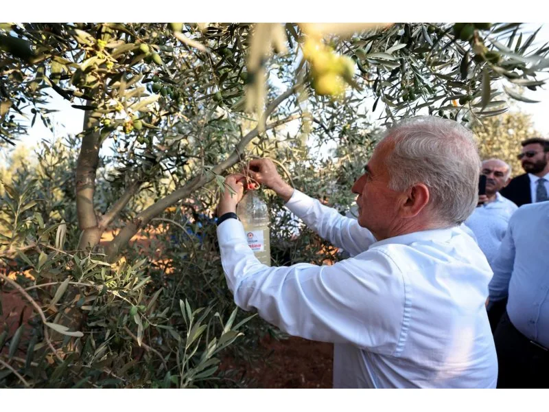 Denizli’de zeytin sineğiyle mücadele başlatıldı