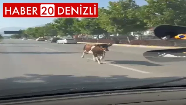 Kaçan kurbanlıklar zor anlar yaşattı
