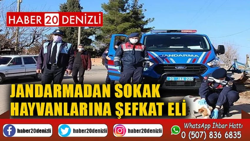 Jandarmadan sokak hayvanlarına şefkat eli