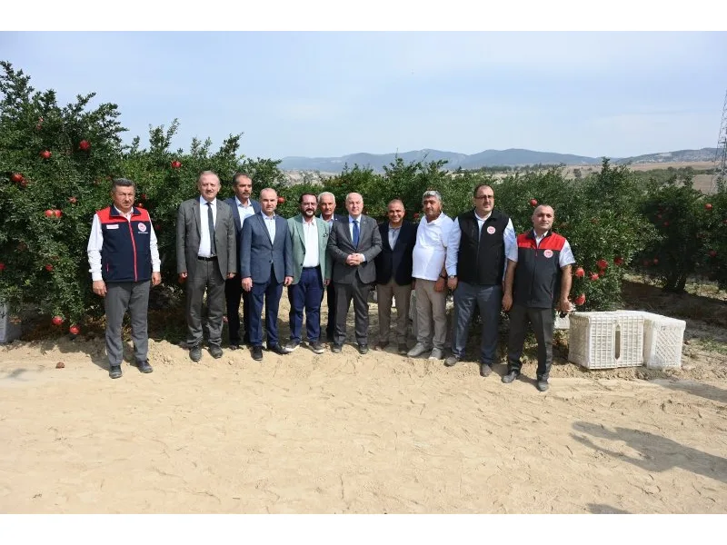 Denizli'de nar hasadı başladı
