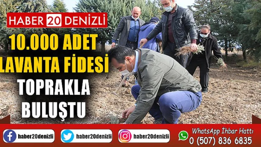 10.000 Adet Lavanta Fidesini toprakla buluştu
