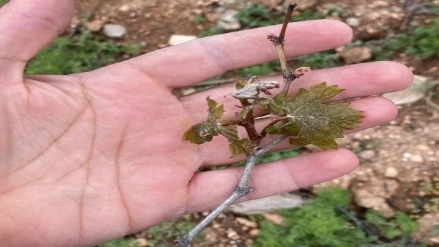 Çiftçilerin çabası yetmedi, don tarım arazilerine büyük zarar verdi