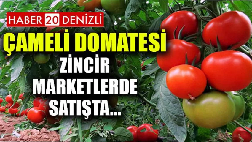 Çameli Domatesi Zincir Marketlerde Satışta