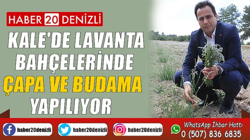 Kale'de Lavanta Bahçelerinde Çapa ve Budama Yapılıyor