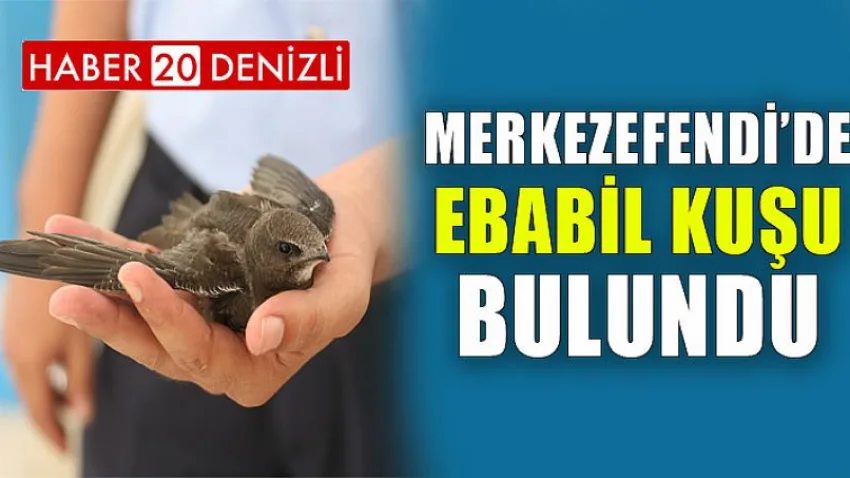 Merkezefendi’de Ebabil Kuşu Bulundu