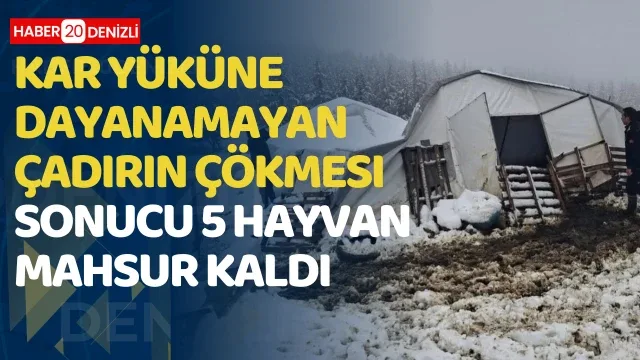 Kar yüküne dayanamayan çadırın çökmesi sonucu 5 hayvan mahsur kaldı