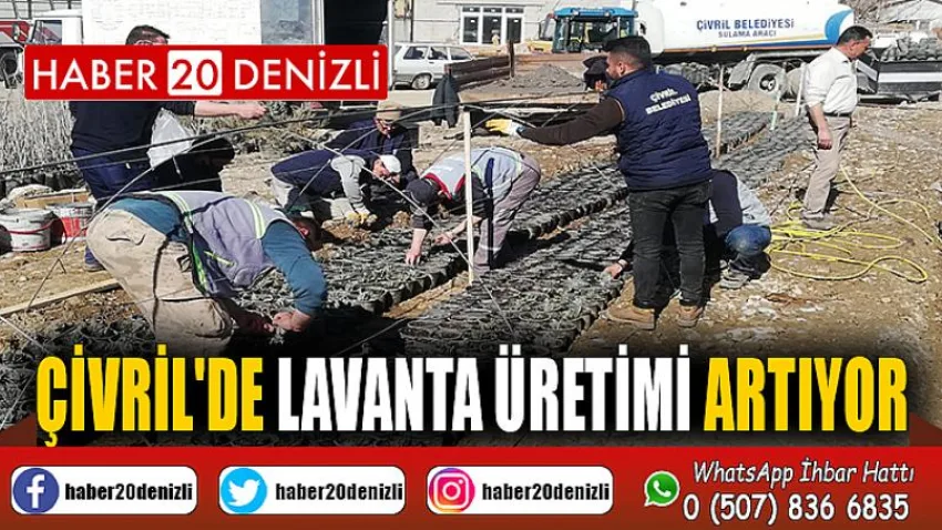 Çivril'de lavanta üretimi artıyor