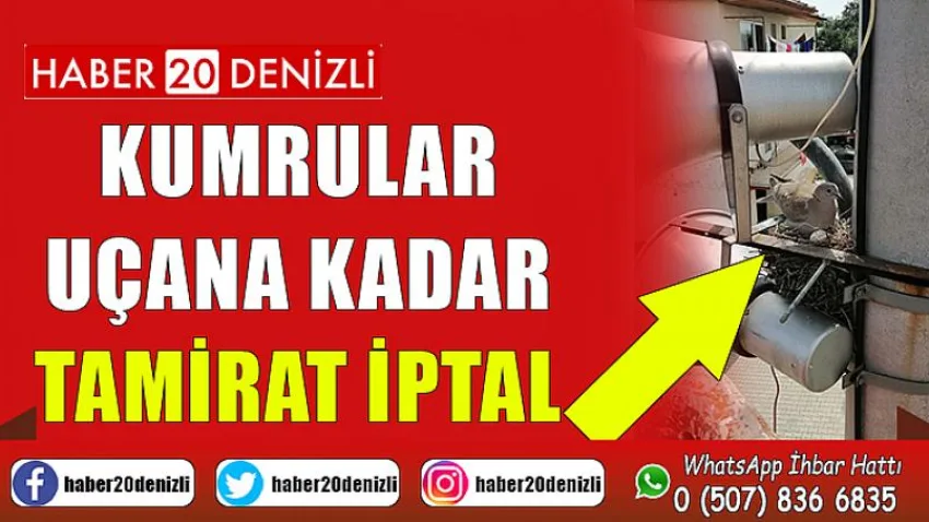 Kumrular uçana kadar tamirat iptal