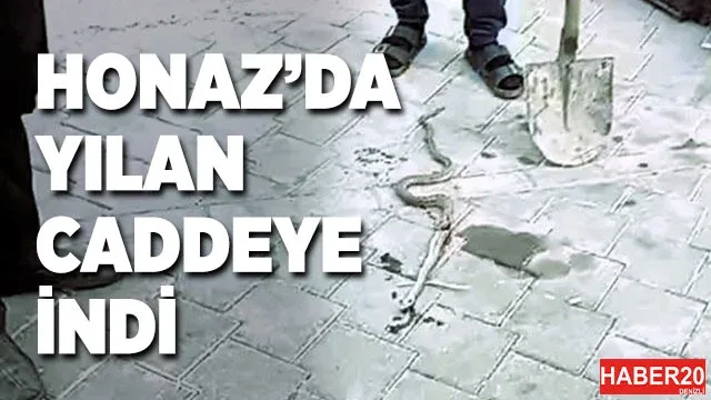 Honaz’da yılan paniği