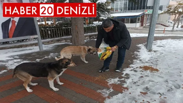 Sokak hayvanları bize emanet