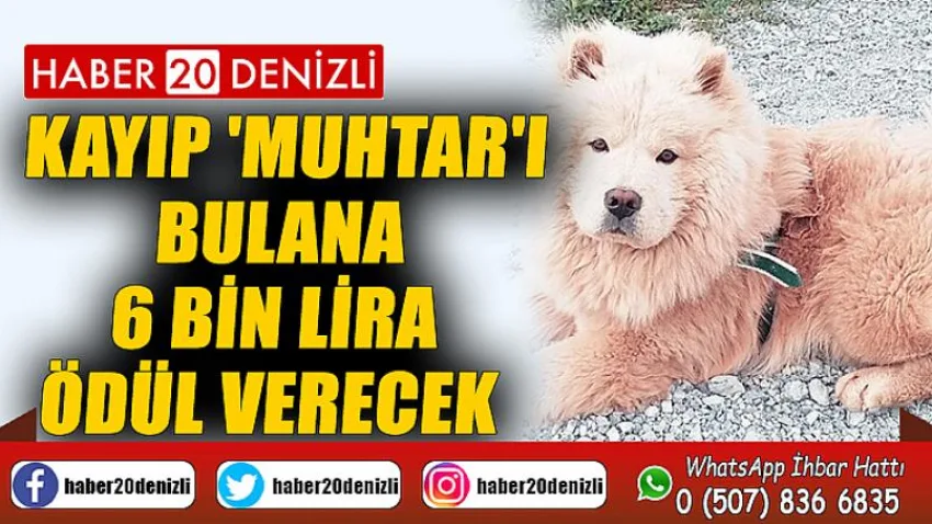 Kayıp 'Muhtar'ı bulana 6 bin lira ödül verecek