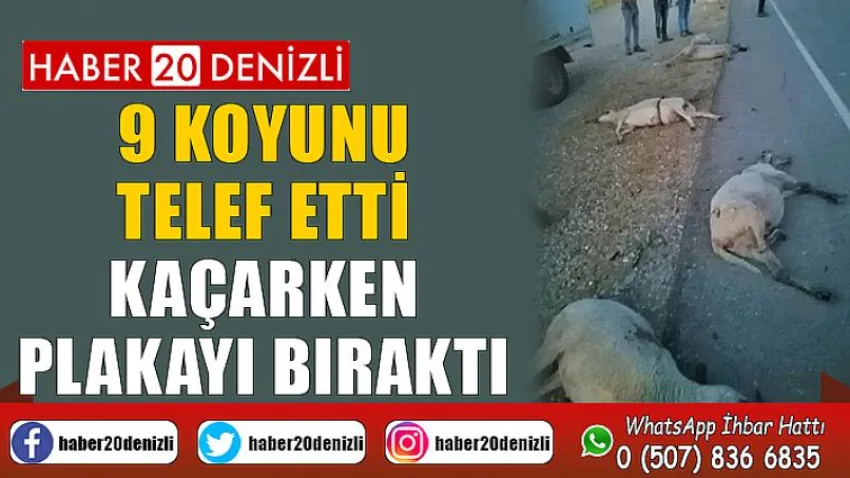 9 koyunu telef etti, kaçarken plakayı bıraktı
