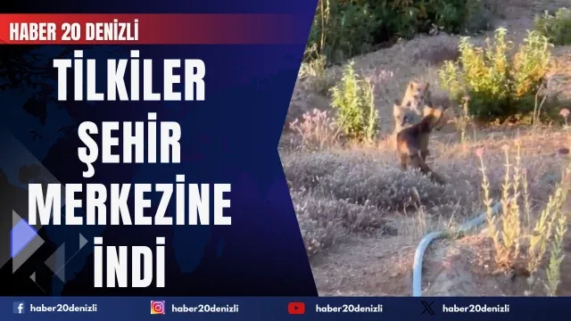 Yaşam alanları daralan tilkiler şehir merkezlerine indi
