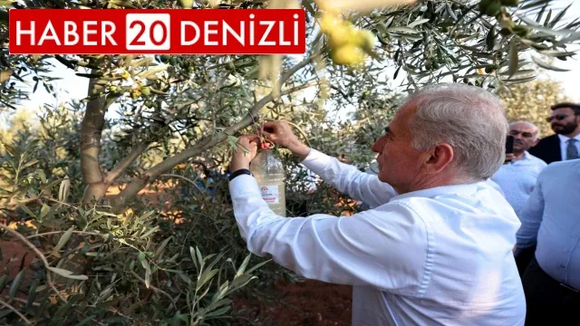 Büyükşehir zeytin üreticilerini bu yıl da unutmadı Zeytin sineğiyle mücadeleye Büyükşehir desteği