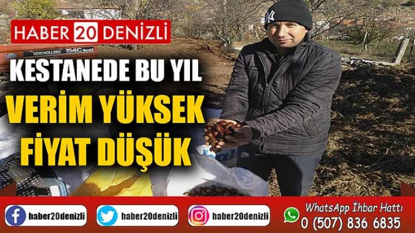 Kestanede bu yıl verim yüksek fiyat düşük